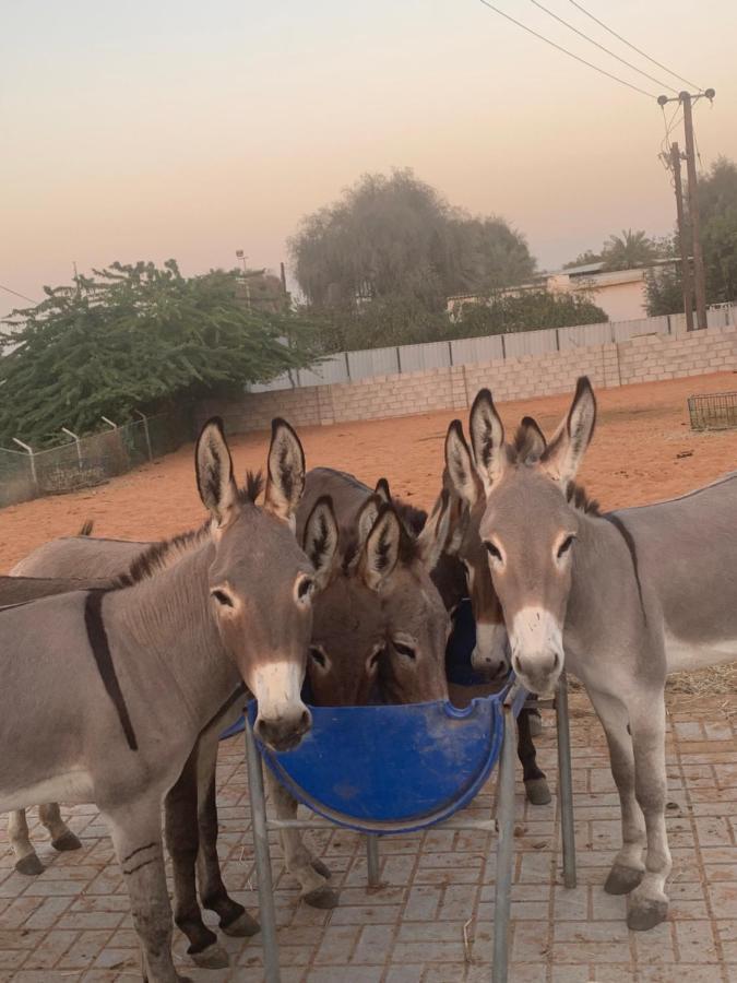 Rak Glamping Hotel Ras al-Khaimah Bagian luar foto